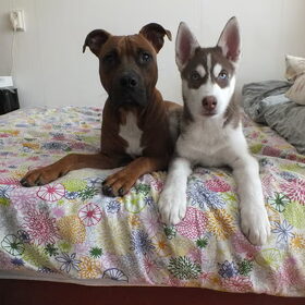 Hondenfoto van Quincy, Bailey & Nova