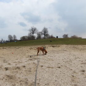 snuffelen in het zand