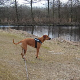 Hondenfoto van Anne-Wil (baasje van Juno)