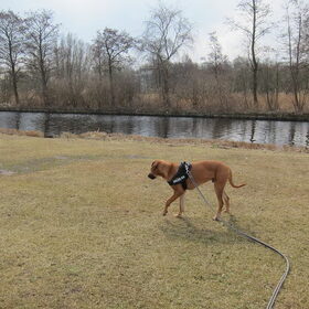 Hondenfoto van Anne-Wil (baasje van Juno)