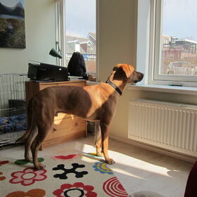 de zon!!