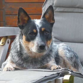 Hondenfoto van marcella,lola,fay
