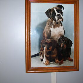 Boxer Bouke ruwhr Sasja korthr Loesje. alle 3 aljaren ovr de…