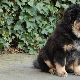 Dawa is zo'n heerlijke pup.