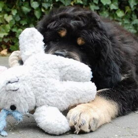 Dawa met één van haar favoriete knuffels.
