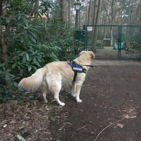 Zit het hondje er...want die wil ik wel eens op de zenuwen…
