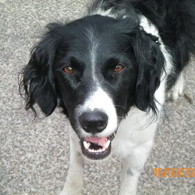 Hij is het hondje met de eeuwige ...bal