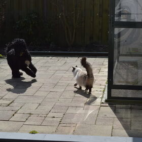 Buddy samen met sukkeltje