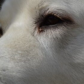Close up Jego