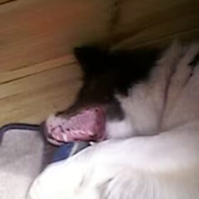 spelen met de bal in haar hok ;)
