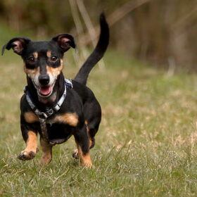 Hondenfoto van team Shadow