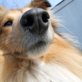 Hondenfoto van Just The Max   