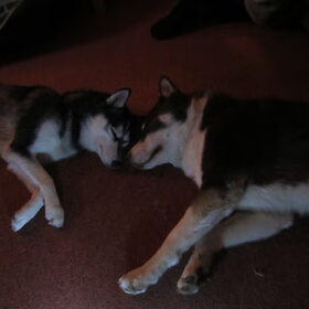 Hondenfoto van Deborah, Chula & Bowser