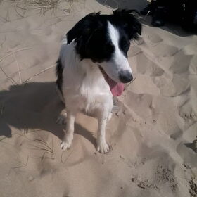 wat ben ik braaf net op t strand en ik wacht keurig tot ik mag…