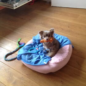 Hondenfoto van Jessie en Eli 