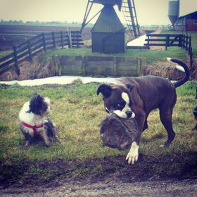 Pip en monk