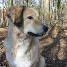 Hondenfoto van Julie & Yucca <3