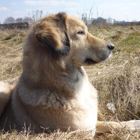 Hondenfoto van Julie & Yucca <3