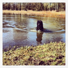 Hondenfoto van Anouk & Balou<3