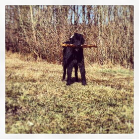 Hondenfoto van Anouk & Balou<3