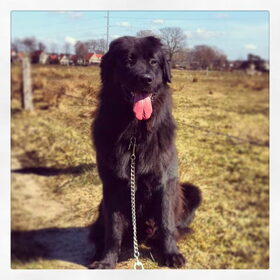 Hondenfoto van Anouk & Balou<3