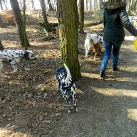 Hondenfoto van Yasmine, Perdie & Orga
