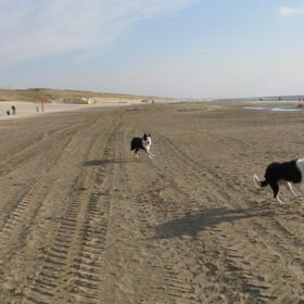 Hondenfoto van Inge, baasje van Sasha en Myra <3