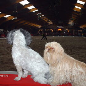 Hondenfoto van liesbeth,Turbo,Luna, Levi en Faith