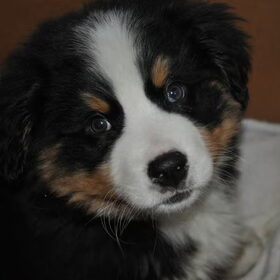 schattig koppetje
