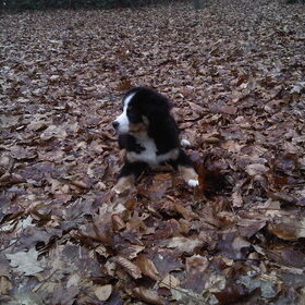 in het bos