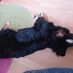6 maand oud