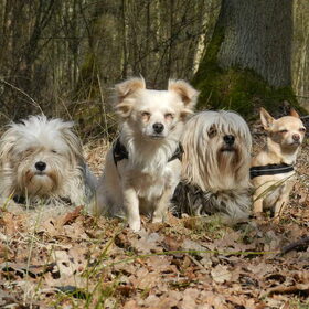 Boswandeling maken met Dempsey, Romi, Taiko en Roula