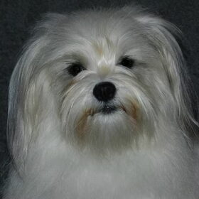 Hondenfoto van Melissa, Dempsey, Taiko, Minos & *Nina*