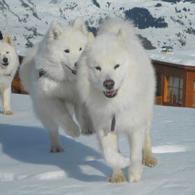 Hondenfoto van Team Black & White