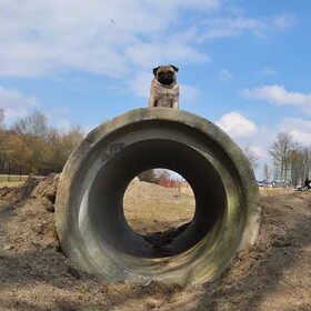 Hondenfoto van Abby &Google 