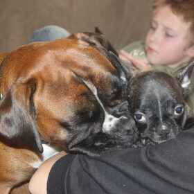 Hondenfoto van Ziva †, Bullie †, en Bandhu