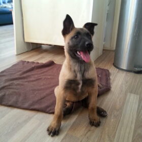 Kayla op 9 weekjes leeftijd!