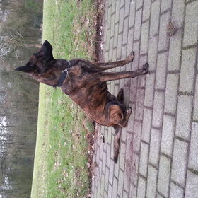 Andor