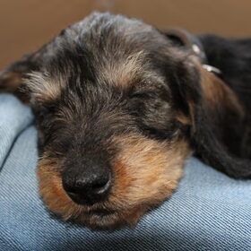 foto's van guus als pup.