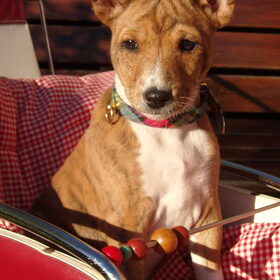 Bambi toen ze negen weken oud was in de poppenwandelwagen.