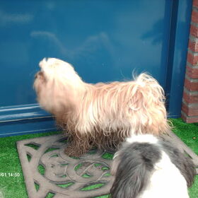 Luna wil naar binnen ze heeft zich lekker uitgeleefd op de…