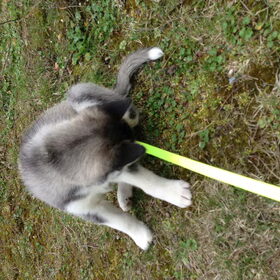 Skaraa 6,5 week