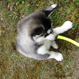 Skaraa 6,5 week