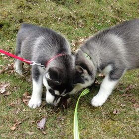 Skaraa (geel) met magic-Lilly (rood) 6,5 week oud