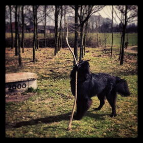 Hondenfoto van Anouk & Balou<3