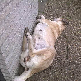 Lekker liggen :)