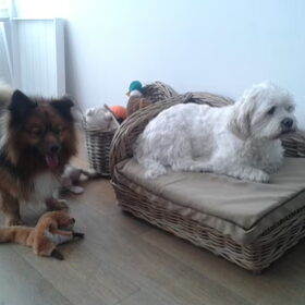 Gucci met Gizmo