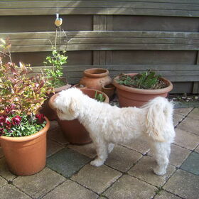 Sandy in de tuin