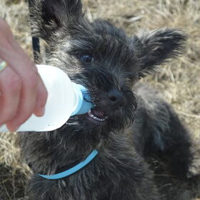 drinken