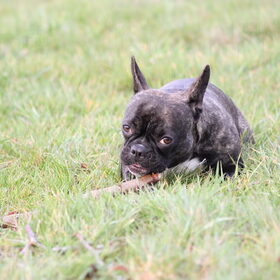 Hondenfoto van Ziva †, Bullie †, en Bandhu